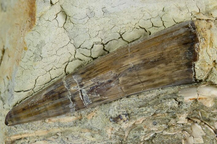 Fossil Crocodile Tooth In Stone - Aguja Formation, Texas #116653